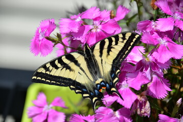 A butterfly takes nectar from roses
