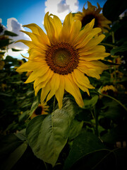 Obraz premium Sunflower looking at you