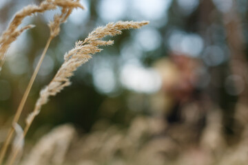 spikelet on background outdoors ib summer with copy space for text. The concept of natural background.