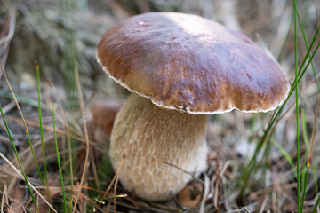 Mushrooms in the forest.Reading UK Sept2020