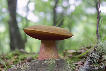 Boletus. pie con venas rojas. Sombrero con yema de haya. Bosque de hayas en Soto de Sajambre, Picos de Europa, León, España.