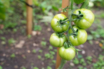 Close-up photo of the green tomatoes growing in the garden,Unripe fresh and organic.Photo taken in September 2020 London.