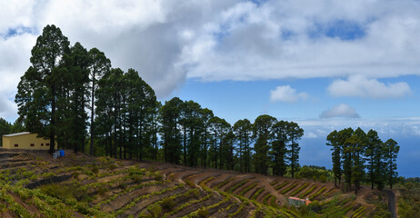 Fototapeta na wymiar Panorámica de paisaje canario en el municipio de Puntagorda, La Palma, Islas Canarias 