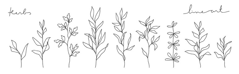 Herb line art collection. Abstract leaves continuous line drawing set.