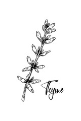 Hand drawn thyme vector illustration isolated on white. Botanical herbal plant in vintage sketch style. Thymus vulgaris.