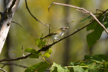 Red Eyed Vireo eating a bug