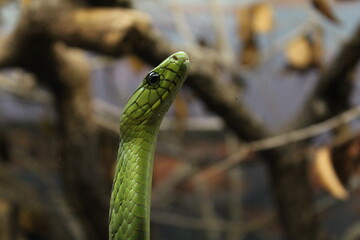green snake