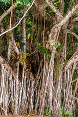 Close up of an Australian fig tree