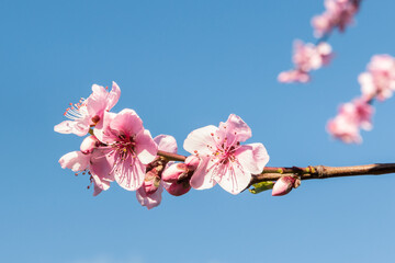 peach tree twig with pink flowers in bloom against blue sky with copy space and blurred background