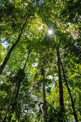 Low angle view of green rainforest in Queensland, Australia