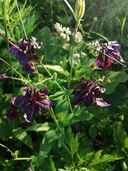 Aquilegia vulgaris - deep purple early summer flower