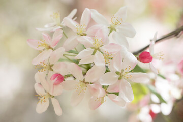 Original botanical close up photograph of a branch delicate pink apple blossoms in the garden