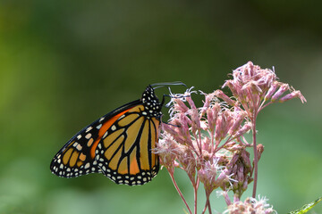 Monarch Butterfly