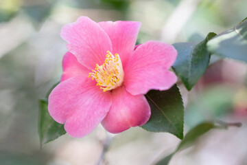 Fototapeta premium Original close up photograph of a pink camellia bloom on a branch 