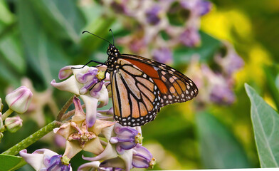 Bright and colorful monarch butterfly perched on a tropical flower.