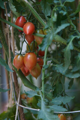 Ripe Pink Tiger Tomatoes growing on a tomato plant.