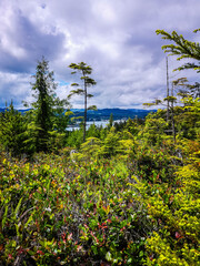 Landscape waterfront with forest