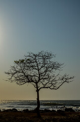 A Lonely tree at sunset