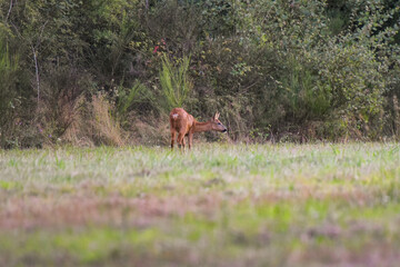 roe deer in nature