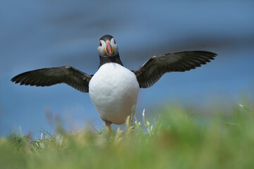 Papageitaucher Fratercula arctica