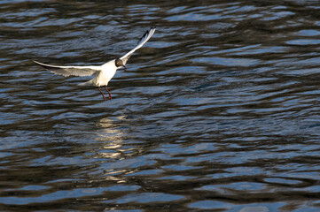 A common gull gliding on  the river Po at Turin Italy.
