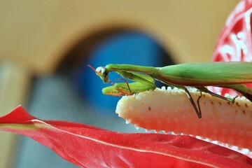 pasikonik to konik polny © Katarzyna