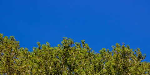 Blue sky and foliage. Blue clear sky and trees.