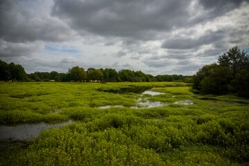 pond in sologne