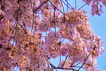 Washington, DC. USA, April 1996.Cherry Blossoms at their peak near the  Tidal Basin..