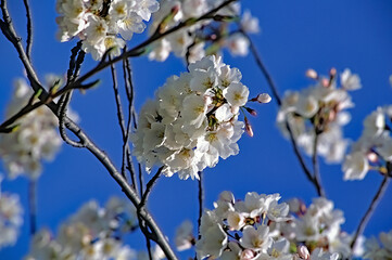 Washington, DC. USA, April 1996.Cherry Blossoms at their peak near the  Tidal Basin..