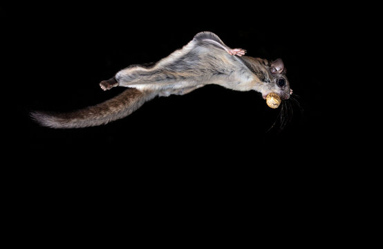 Wild Northern Flying Squirrel in mid air on a black night with a peanut in the shell returning to its den to store for winter in North Quebec, Canada.