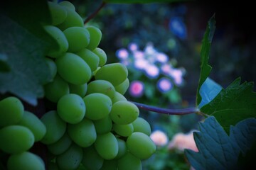 bunch of grapes