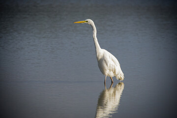 egret in nature