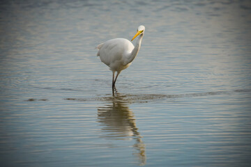Fototapeta na wymiar egret in nature