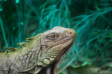 Iguana - reptil 