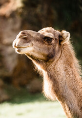 Obraz premium Close up portrait of a camel at the zoo