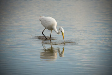 egret in nature