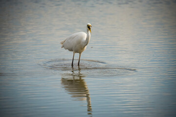 egret in nature