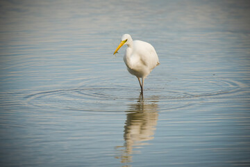 egret in nature