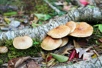 Bright brown mushrooms