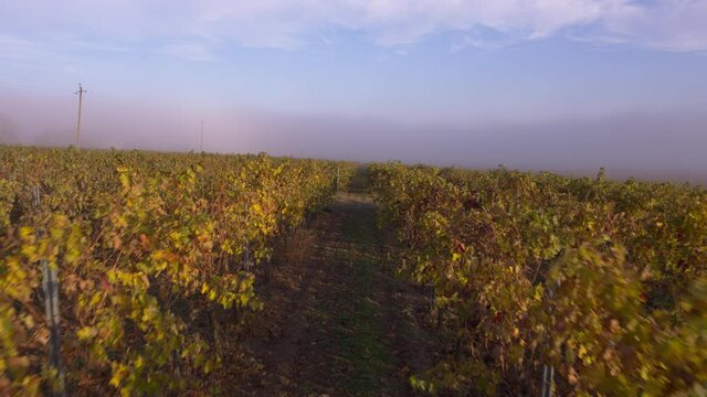 Bordeaux vineyard in autumn under the frost and fog, Time Lapse