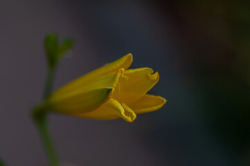 Yellow day lily, lily green scene background. Botanical macrophotography for illustration of lily