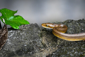 snake on rock