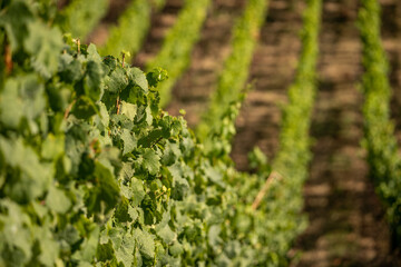 Beautiful hillside vineyards along the Rhine River near ruedesheim and the niederwald monument