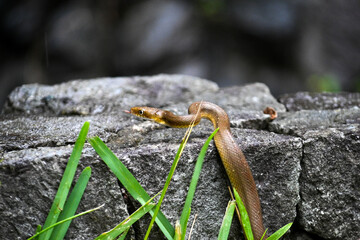snake in garden 