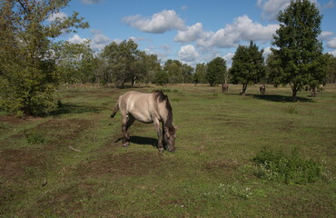 Pferd bei Hobrechtsfelde