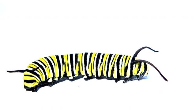 4K HD video of a monarch caterpillar isolated on white, appears to be looking around, shadow below.
