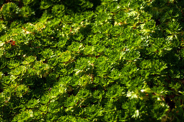 green leaves of small plant on the floor. Botanical macrophotography