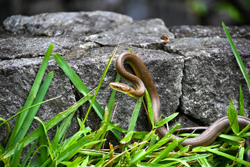 snake in the grass