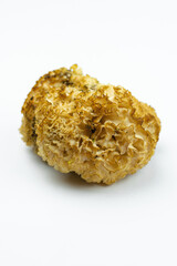 Sparassis and white background